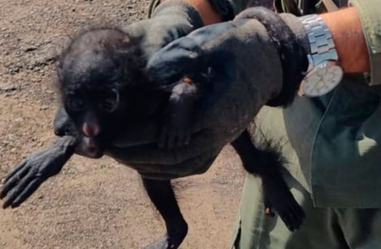 Chaco: Gendarmería Nacional rescató un mono Carayá en un control vial – Diario Panorama